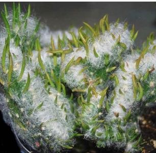  - Vand cactus Opuntia vestita cristata