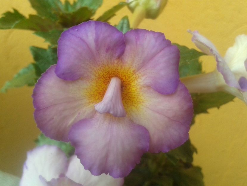 Eldorado - Achimenes și Kohleria 2018