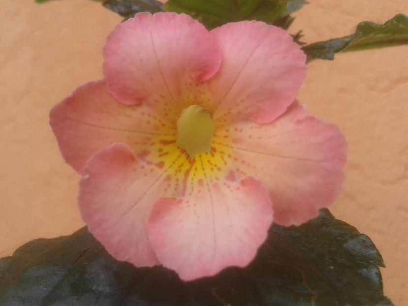 Icy Melon - Achimenes și Kohleria 2018