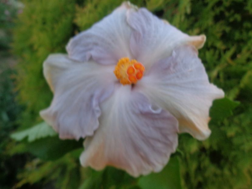  - HIBISCUS RK ARTIC SUNSET