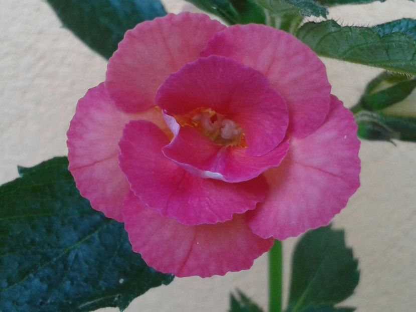 Summer Ray - Achimenes și Kohleria 2018