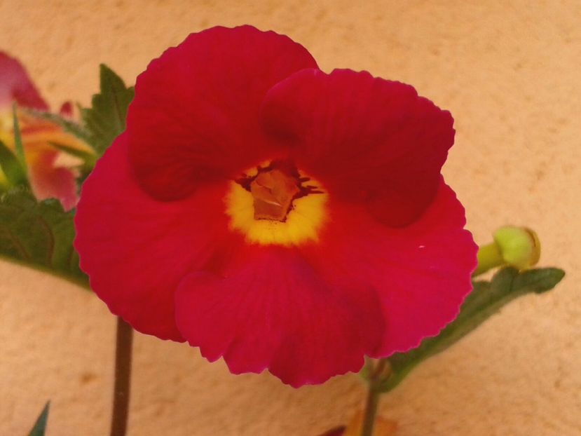 Fire Power - Achimenes și Kohleria 2018