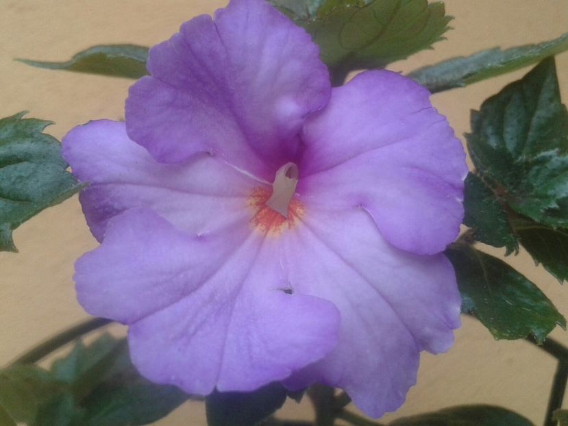 Rhonda Thornley - Achimenes și Kohleria 2018