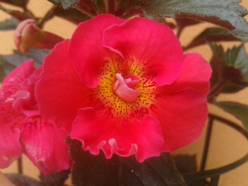 Grispy Red - Achimenes și Kohleria 2018