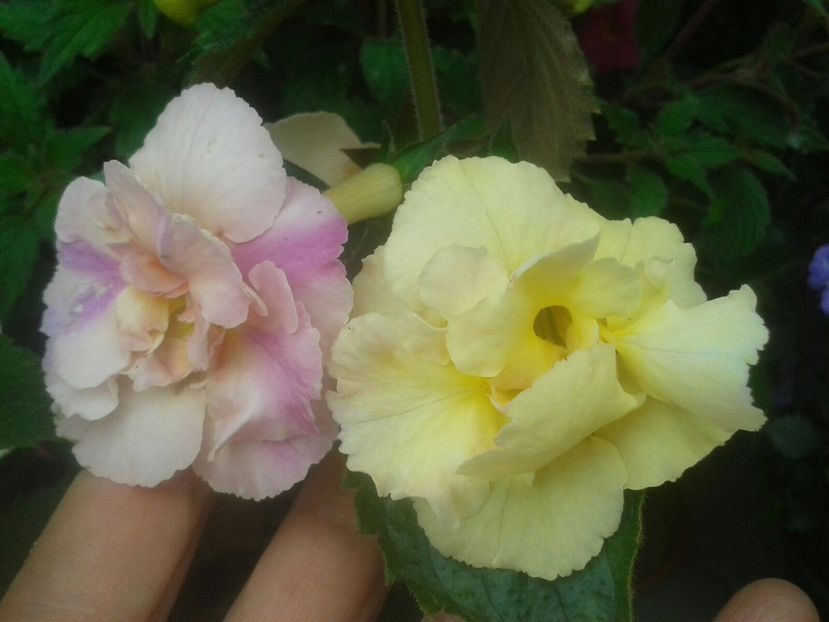 Y.E.Rose - Achimenes și Kohleria 2018