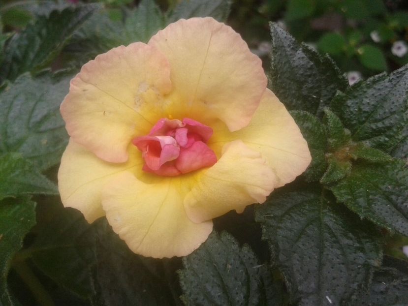 Yellow Fever - Achimenes și Kohleria 2018