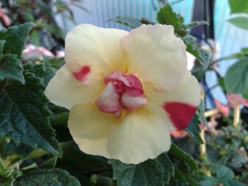 Yellow Fever - Achimenes și Kohleria 2018