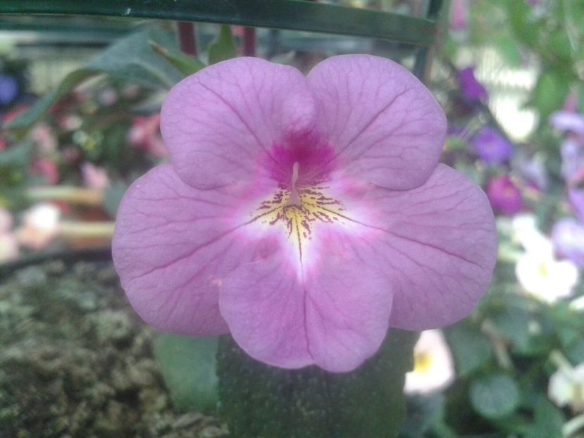 Pearly Gray - Achimenes și Kohleria 2018