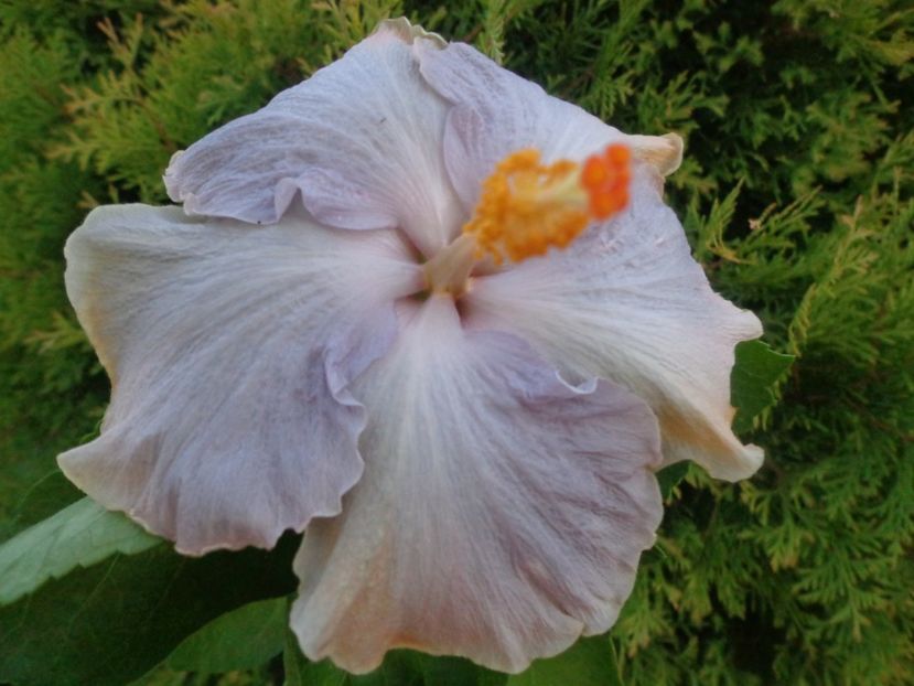  - HIBISCUS RK ARTIC SUNSET