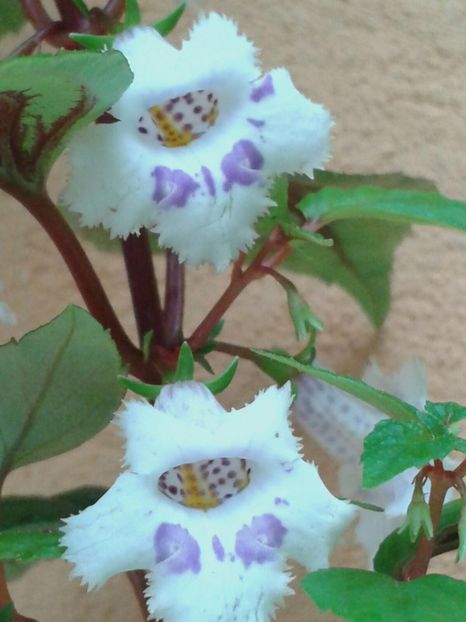  - Achimenes și Kohleria 2018