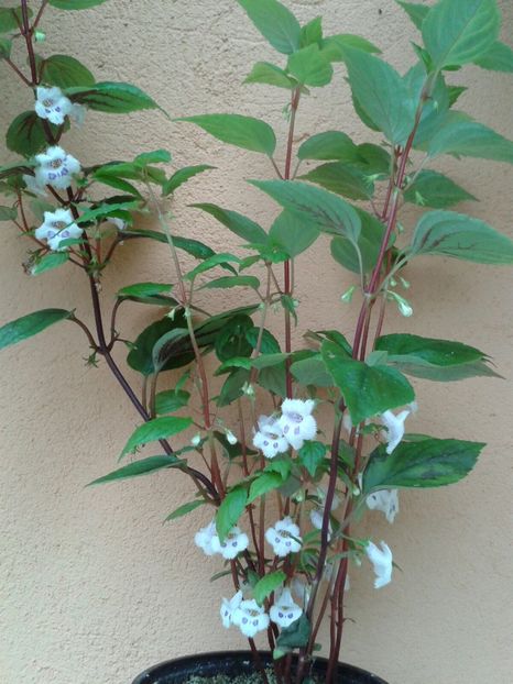  - Achimenes și Kohleria 2018