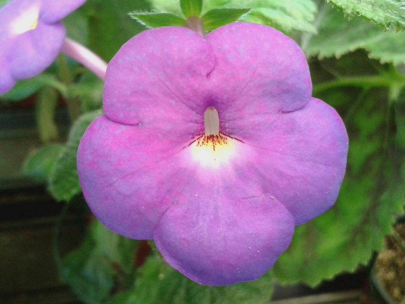 Botanik Skinerii - Achimenes și Kohleria 2018