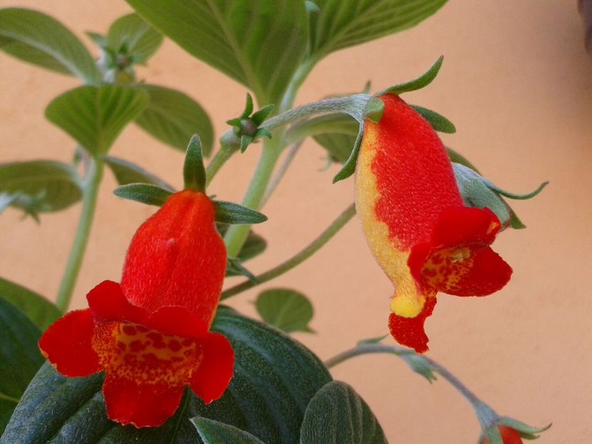 Seemannia nematanthodes Evita - Achimenes și Kohleria 2018