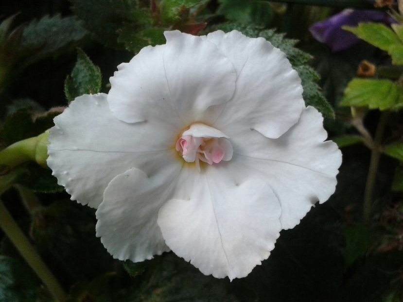 Paper Work - Achimenes și Kohleria 2018