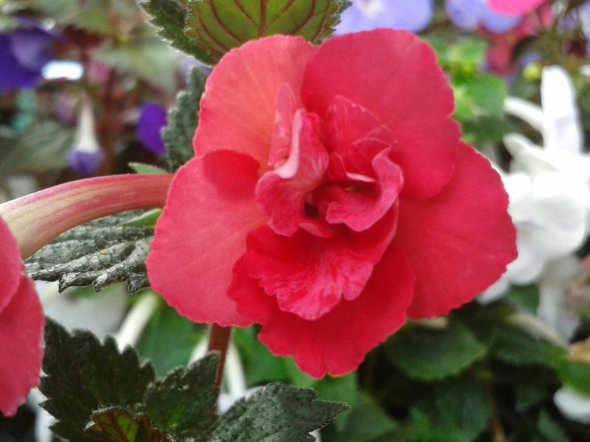 Vanity - Achimenes și Kohleria 2018