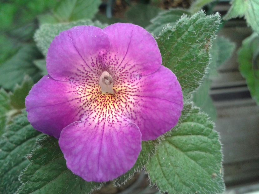 RF‘s Dream Catcher - Achimenes și Kohleria 2018