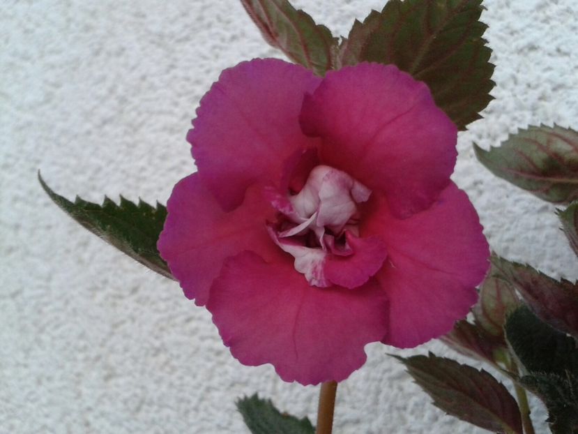 Nia - Achimenes și Kohleria 2018