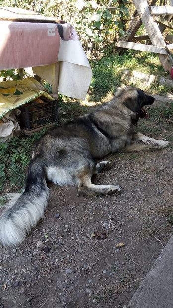  - Novac de pe Somes - Ciobanesc Romanesc Carpatin