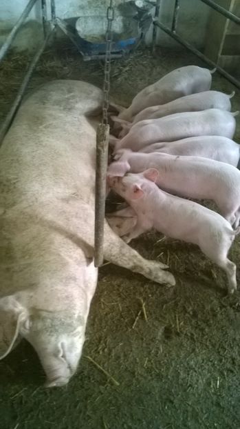  - purcei de rasa de vanzare