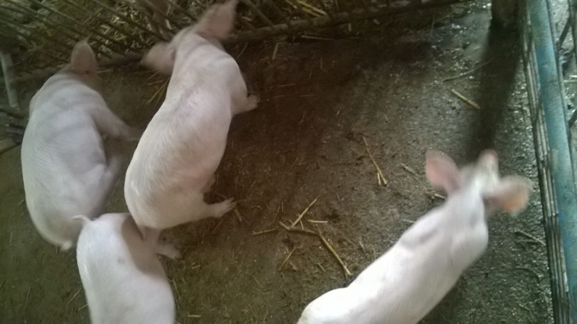  - purcei de rasa de vanzare