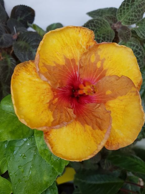  - Hibiscus Tahitian Mahogany Sunspots