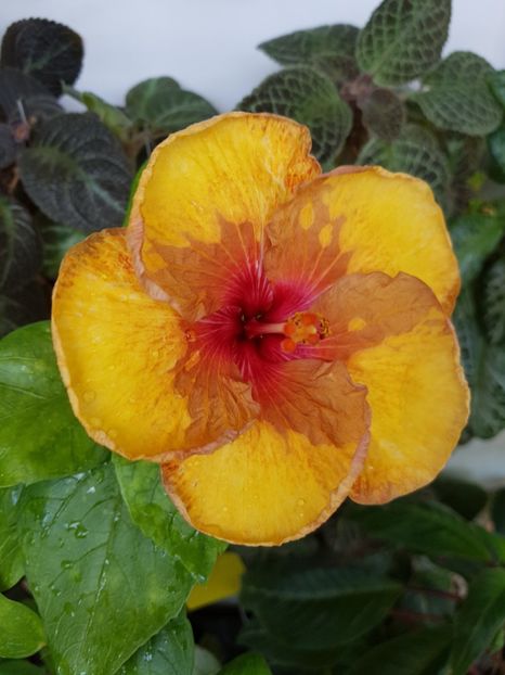  - Hibiscus Tahitian Mahogany Sunspots