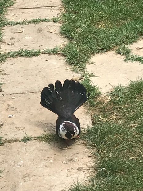 FE7823E1-7F8E-4FD9-8176-361D9E5BCFE2 - Negri turci