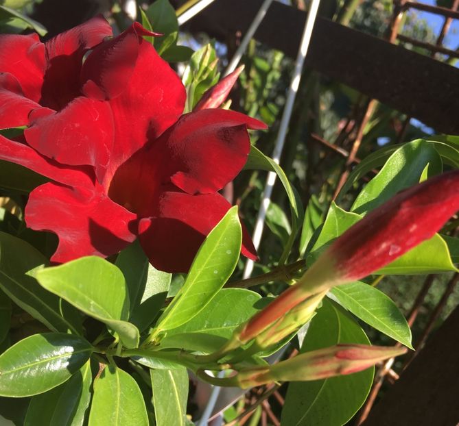 5437AA54-9853-4FCC-805F-A3F2EB27DA5A - Mandeville 2018