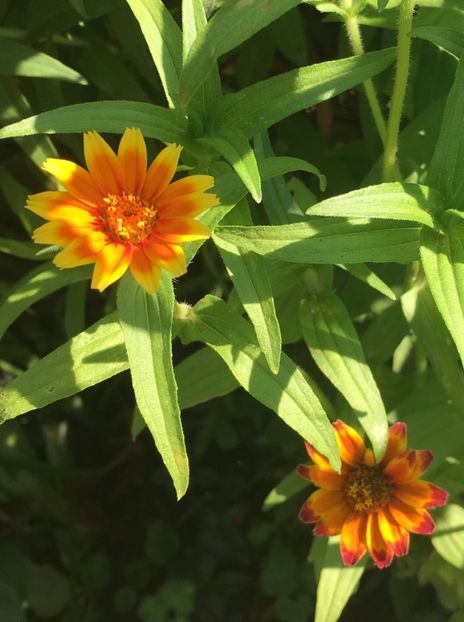 90AC5C29-253B-44E7-98B1-25A71E9FA9D5 - Carciumarese 2018