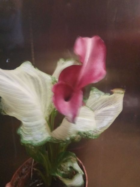 Cala - de vânzare acum