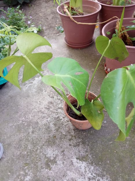 Monstera delicioasa 30 - de vânzare acum