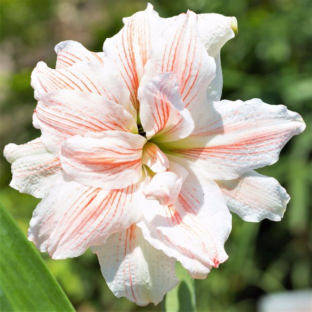 Amaryllis floare - alte flori 2