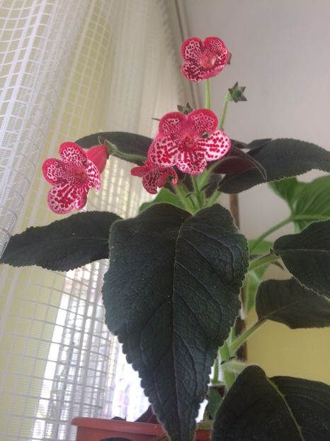 image - Florile mele