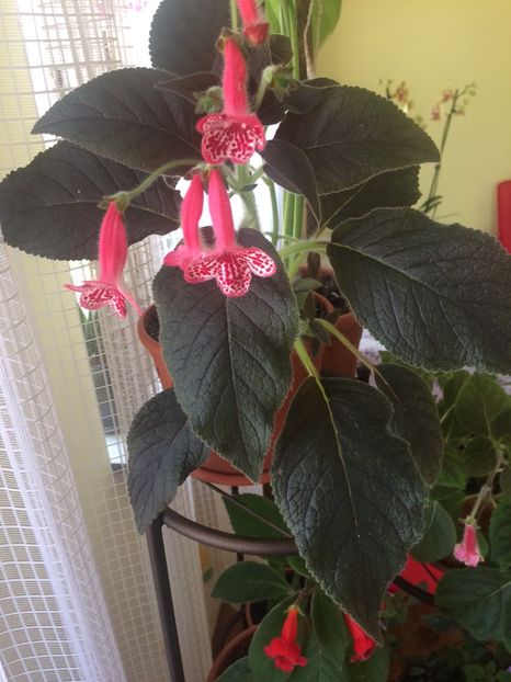 image - Florile mele