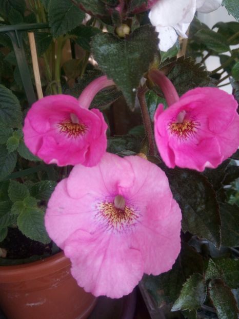 Summer festival - Summer Festival