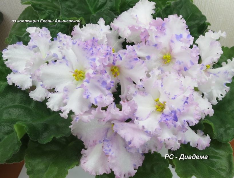 RS Diadema - AA Violete in colecție poze net