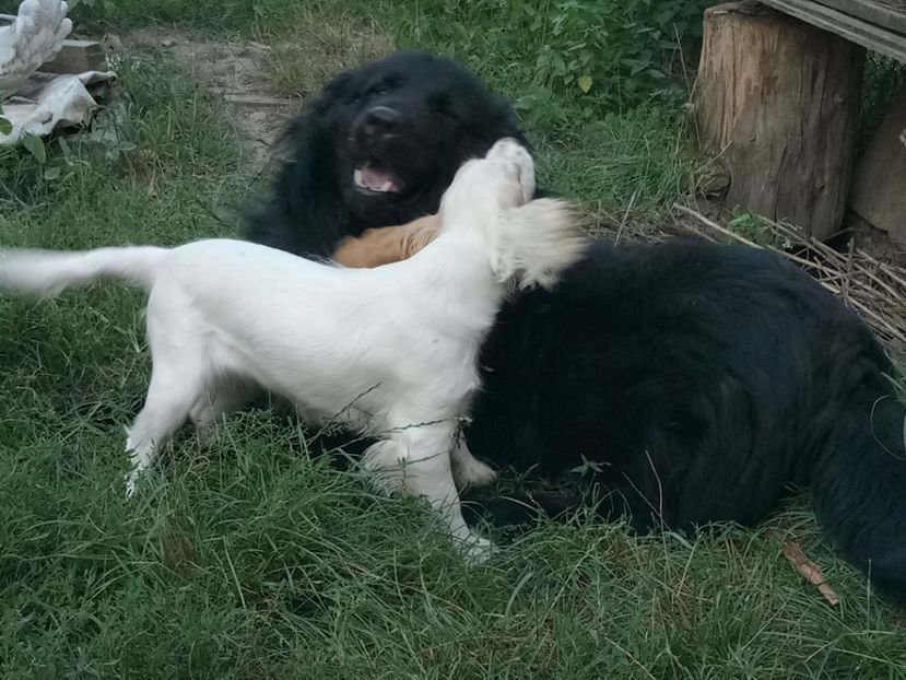 Mini și Grecu - Caini