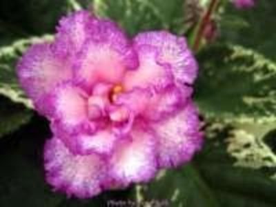 Poză net - Glitterstar zzz