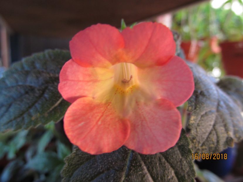 Helena - ACHIMENES 2020 - VANZARI HIBRIZI