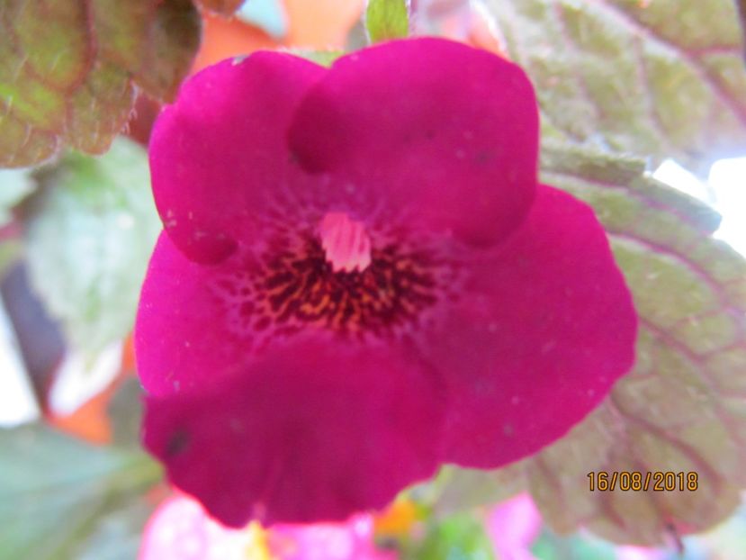 Boca do Inferno - ACHIMENES 2020 - VANZARI HIBRIZI