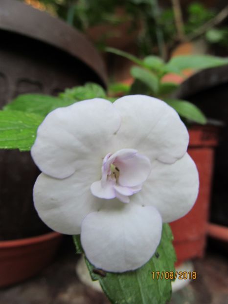 Double Picotte Rose - ACHIMENES 2020 - VANZARI HIBRIZI