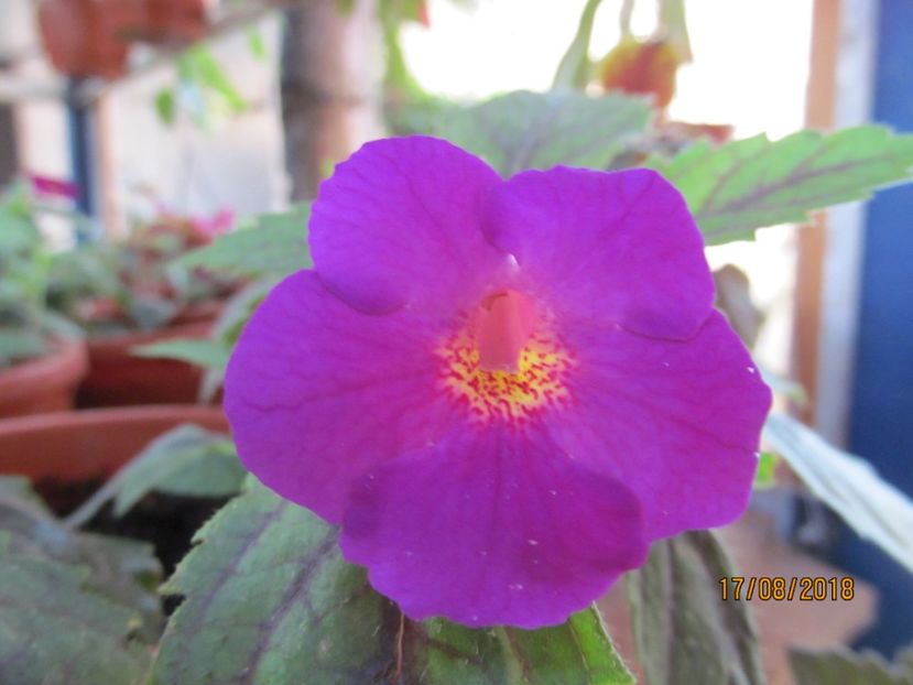 Pisces - ACHIMENES 2020 - VANZARI HIBRIZI