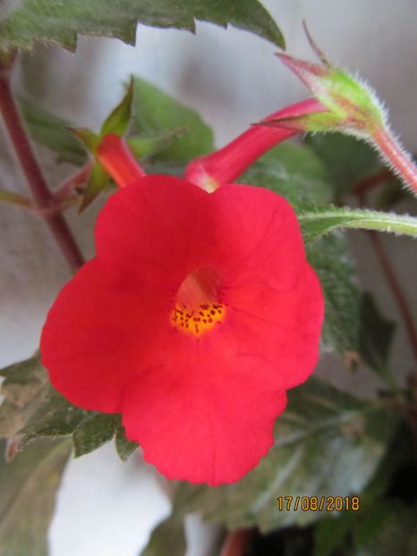 Judith - ACHIMENES 2020 - VANZARI HIBRIZI