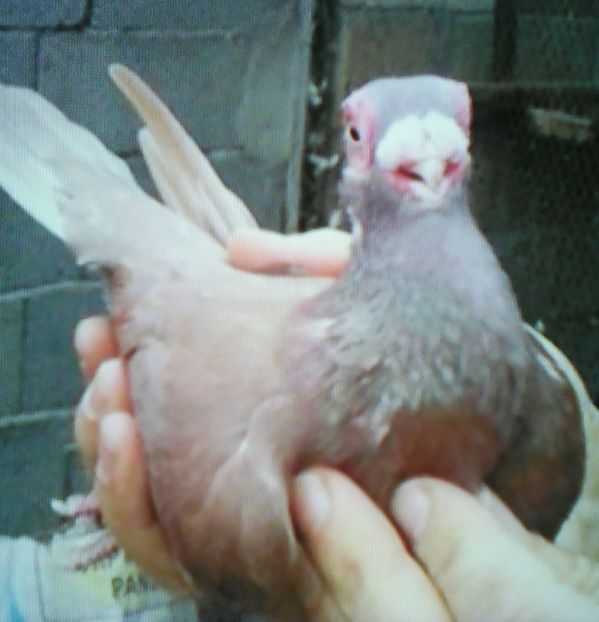 Melinkovic - B E R B E R I  ---    BARBS  PIGEONS