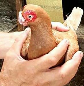  - B E R B E R I  ---    BARBS  PIGEONS