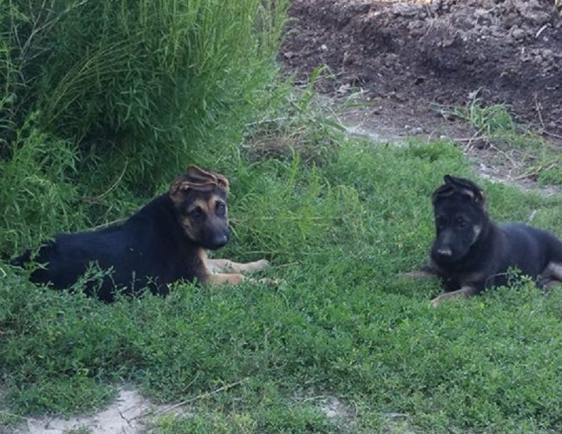 ciobanesc german - caine lup de vinzare - Ciobanesc german