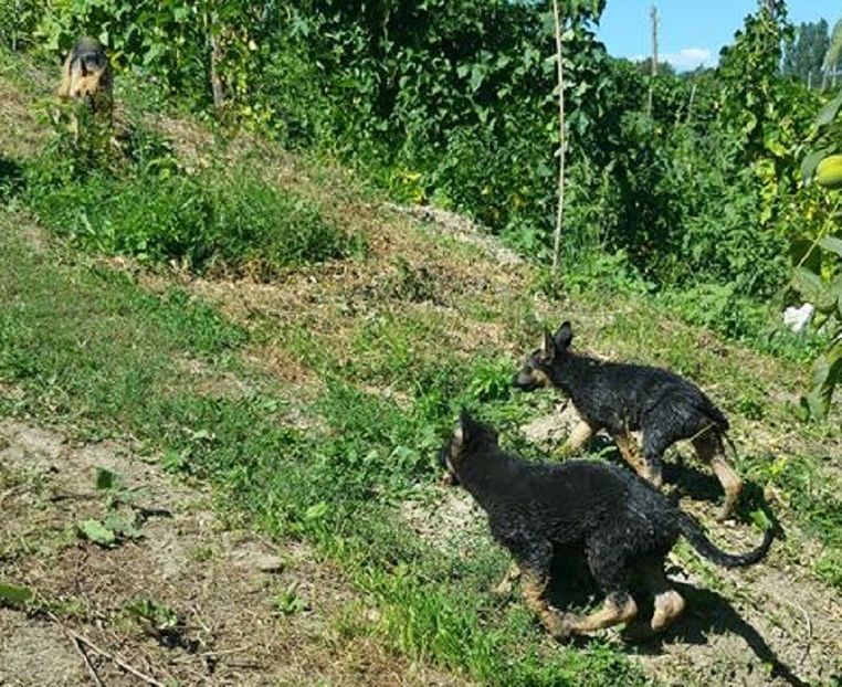 Pui de caine lup  de vinzare 11 saptamini august - Ciobanesc german