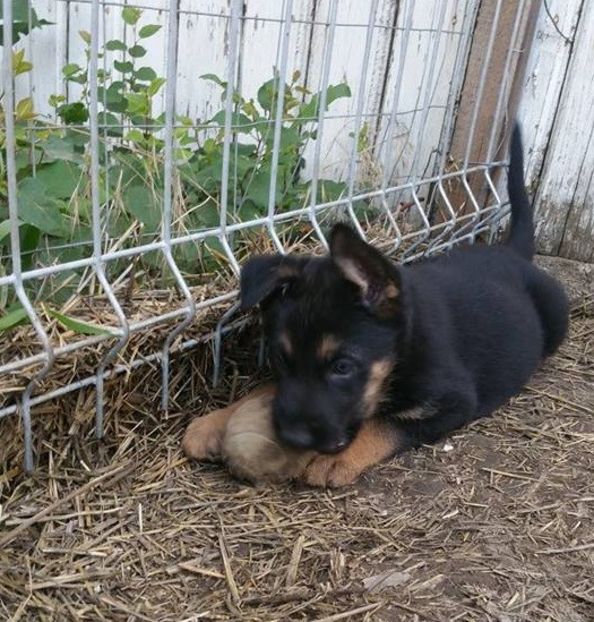 Pui de caine Ciobănesc german la 6 saptamini - 4 - Ciobanesc german