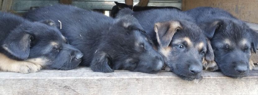 Pui de caine Ciobănesc german la 6 saptamini - 9 - Ciobanesc german