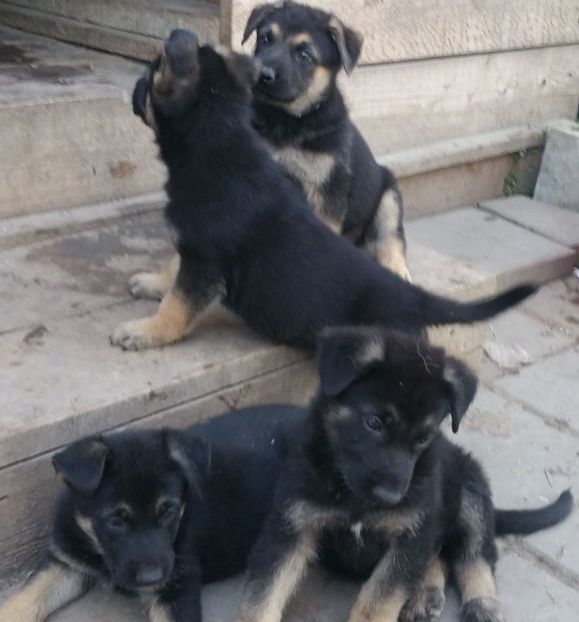 Pui de caine Ciobănesc german la 6 saptamini - 19 - Ciobanesc german